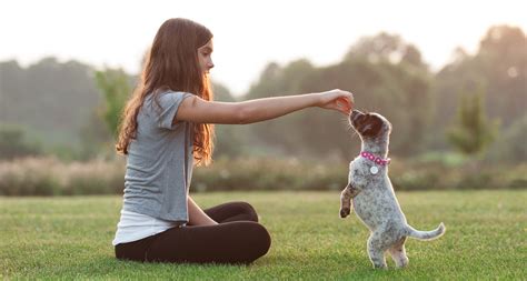 train your dog with Cris (@crisbestdogtrainer) .